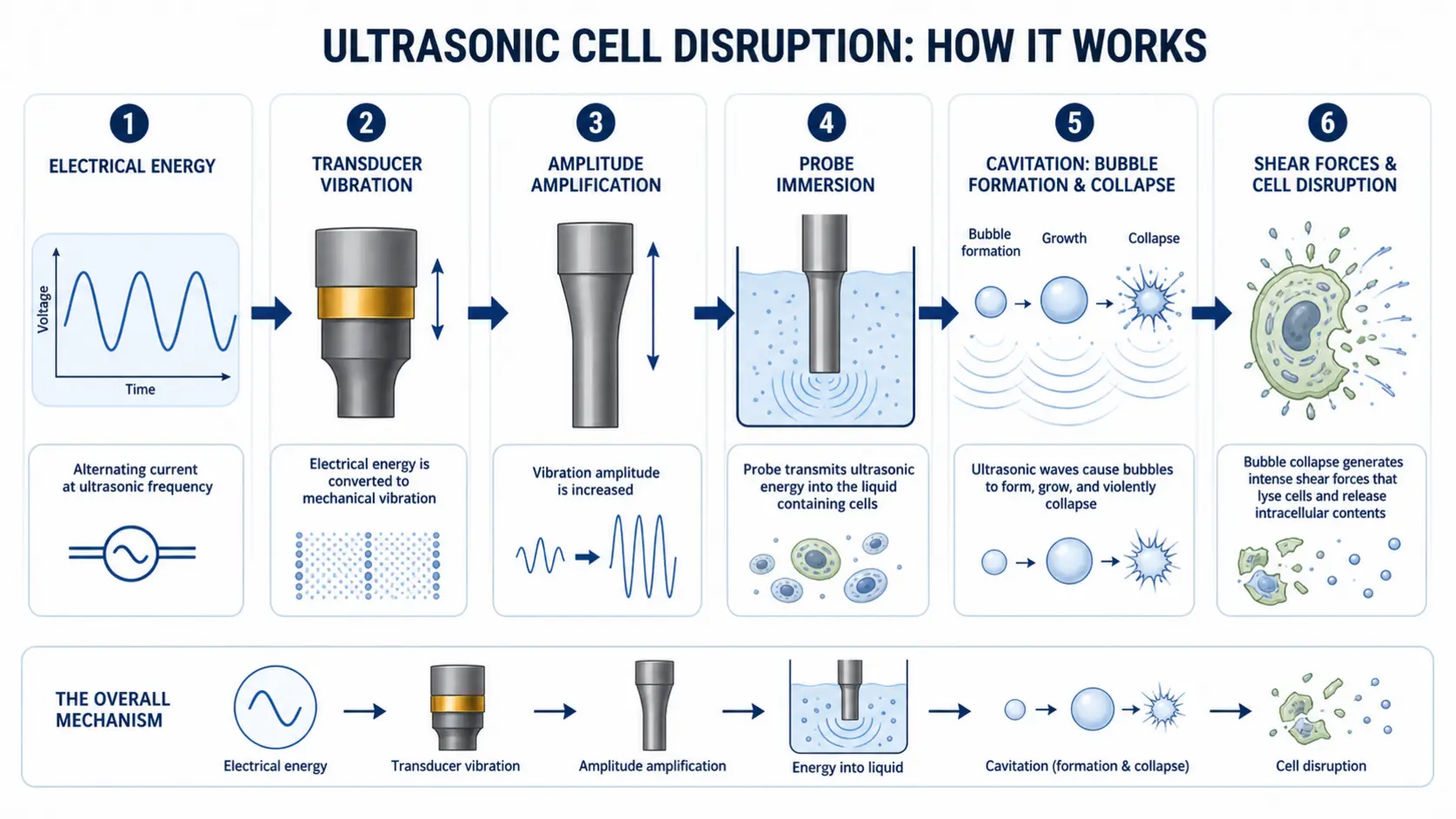 Schematic diagram of ultrasonic cavitation process for cell disruption.