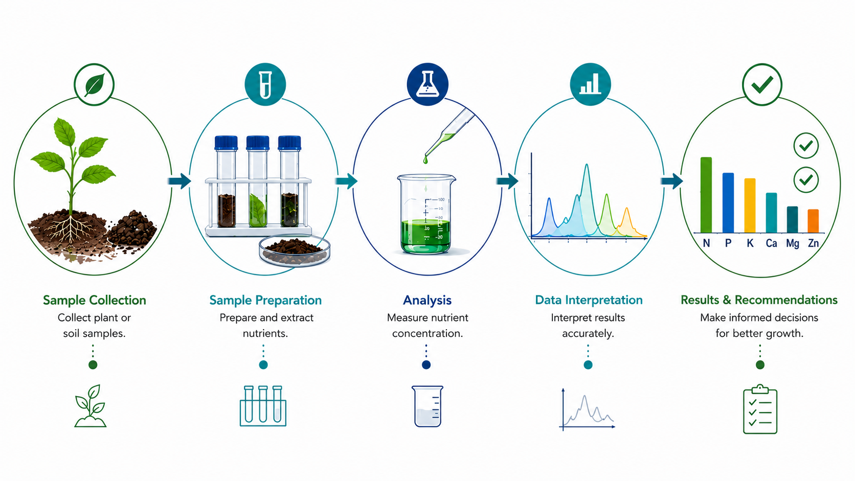Plant Nutrient Analysis Laboratory Equipment Guide infographic showing sample collection, nutrient testing workflow, laboratory analysis, and result interpretation.