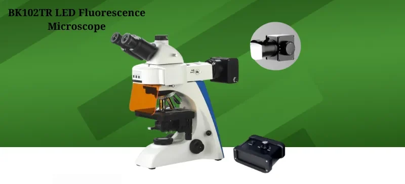 Fluorescence Microscope: The Ultimate Guide - AELAB | Laboratory ...